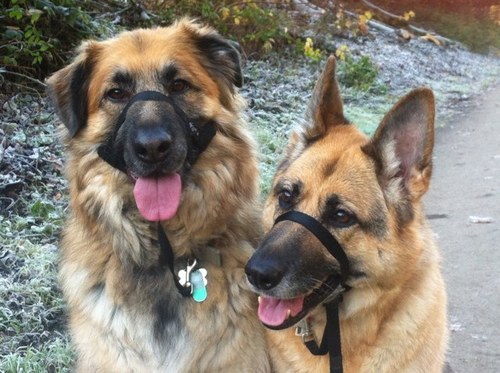 DebbieDifflock's profile picture. 