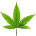 Cannabiska (@cannabis_ka) Twitter profile photo