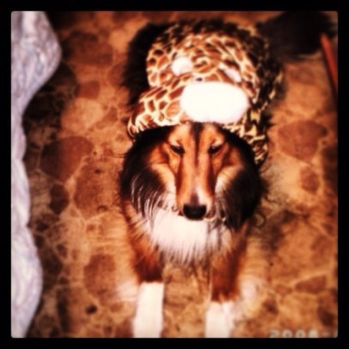 My name sara i have 2 brother and the best mom and best family i have one dog and one cat and rabbit