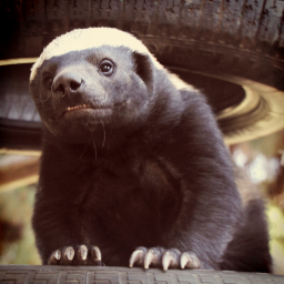 Hi, I’m BG. The World's First LIVE Tweeting Honey Badger. Tweeting from my high-tech enclosure at the Jo'burg Zoo. See how I do it http://t.co/M3fqbLfQEh