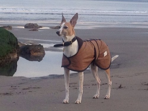Gizmo is full of beans and tends to be slightly windy of an evening! My dad is @David_Brewster.