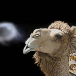 Just a confused camel trying to find his way in life