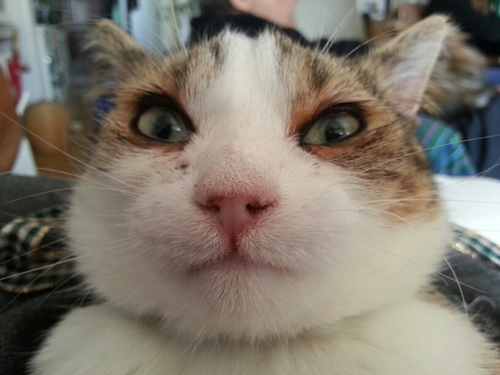 meercromina's profile picture. 