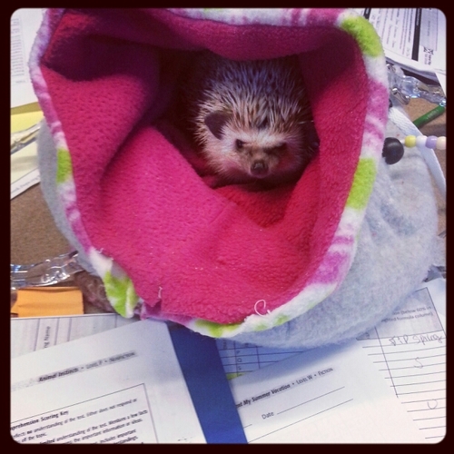 Amy88keys's profile picture. 