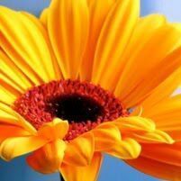 mlupitacu's profile picture. 