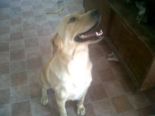 gcardosoe's profile picture. 