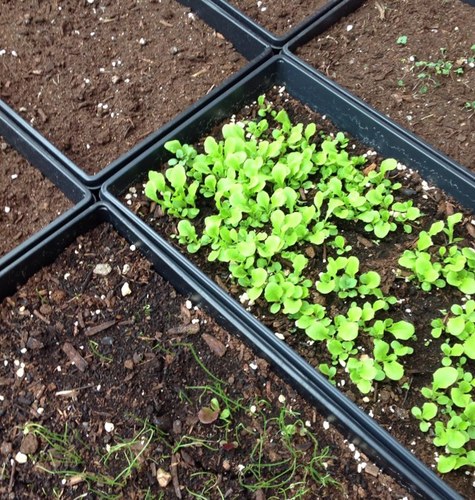 Providing organic, local microgreens to restaurants and residents of the Waterloo Region. #GrowingLocal