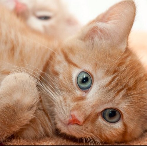 I am Fluffy. @SpockForDoc is my master. Touch him,@McCoy_RP,@ALittleMcCoy, or me…I claw your face. Meow. Jailed acct: @jailed_Fluffy My Writer: @LeBitchSapphire