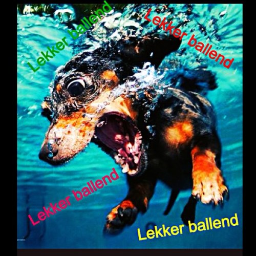 Lekker ballend,
De pagina waar je de aller leukste foto's ziet! !!