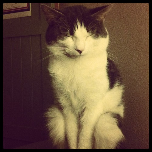 My cat does all the work, I just press the buttons...  .. ... .. 🌱 ... .. 😎 ... .. ... 💚