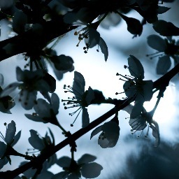 CBlackthorn's profile picture. Erotic Romance Author, Feminist, Academic