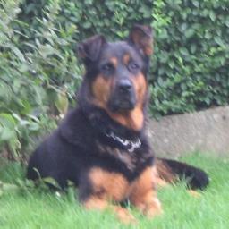 CareyDyer's profile picture. 