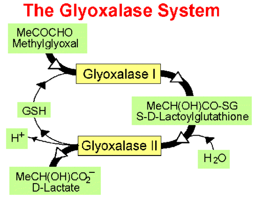 The Glyoxalase System is vital in both health and disease. Find out more.......