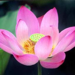 elisamar7's profile picture. 