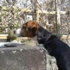 OzzNo1's profile picture. mouth still engages before brain.