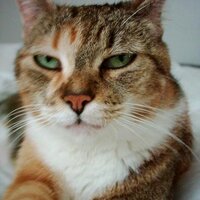 emma (@cattiemma) Twitter profile photo