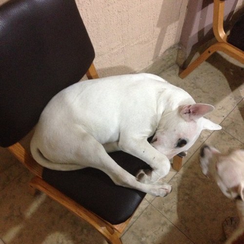 chinomarina's profile picture. 