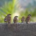 5 Brainy Birds (@5brainybirds) Twitter profile photo 5 Brainy Birds (@5brainybirds) Twitter profile photo