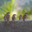 5 Brainy Birds (@5brainybirds) Twitter