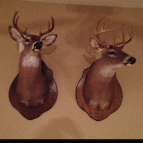 Deer, hog, and turkey paid hunts. For info contact @Charlie_Sandas or call Gary Day, 334-703-4933