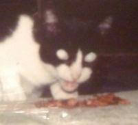 CthulhuTV's profile picture. Bringing the funk to a funeral near you. Check local listings.