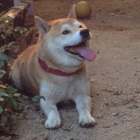 いのうえ (@mgen_anbk) 's Twitter Profile
