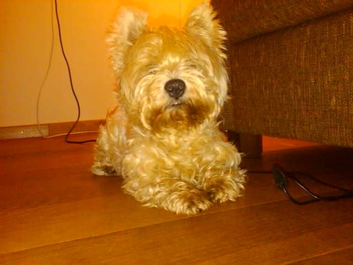 Hond van de familie Marsman