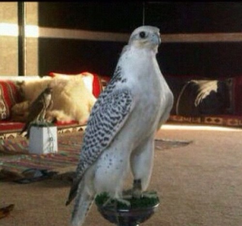 الحمدلله