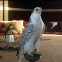أبونايف السبيعي (@abnayf) 's Twitter Profile