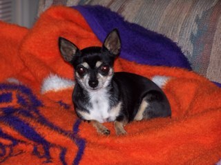 three313's profile picture. #48 fan, HatBrat, Country music,