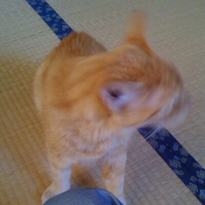 momosute's profile image