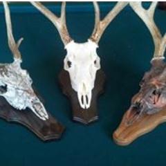 Al_SkinAndBones's profile picture. We specialize in european mounts (white or Dipped) With around 400 skulls completed a year. We're quickly becoming Virginia's leading european specialist.