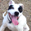 Harper Taylor - @HarpTheDog - Twitter