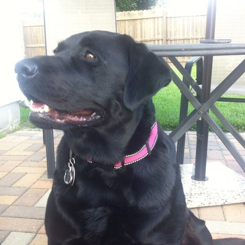 Brandyj94270394's profile picture. 