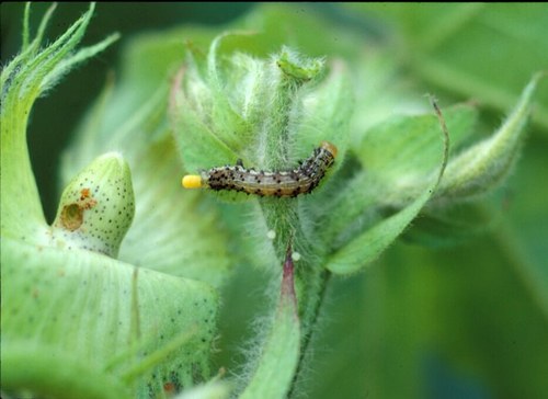 Entomologist working in row crops. Comments and opinions are mine.