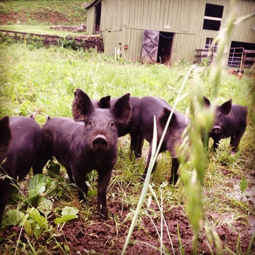 This account is no longer active. Please follow @pasturedva for the farm/grassfed business.