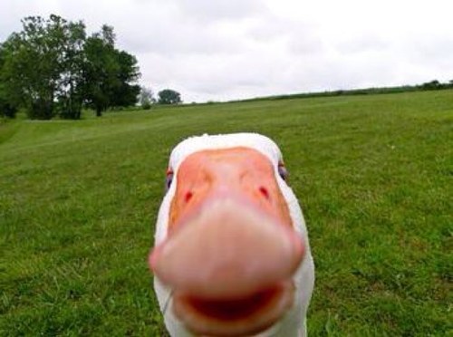 somewhere with quack bread crumbs
