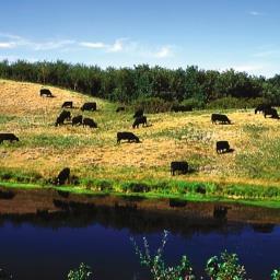 Host of Canada's largest Angus production sale & breeding Angus cattle for over 40 years