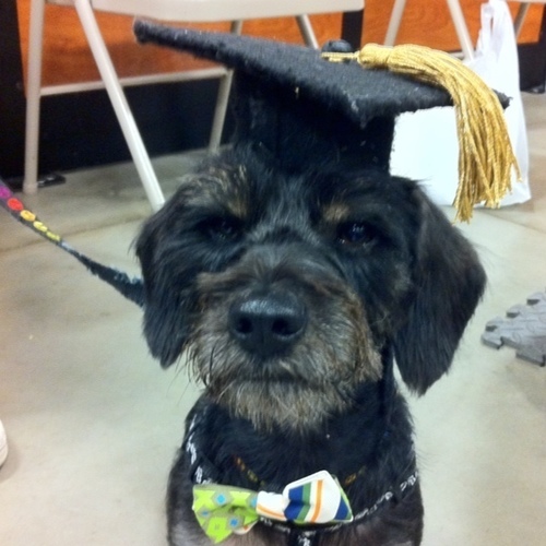 DoxieOllie's profile picture. I was living on the streets of FL before I was rescued by the animal shelter. A lady rescued me from the shelter and then I found @norwegiagirl and @drquest