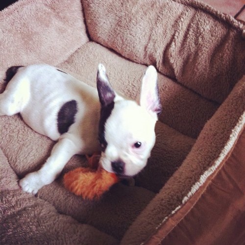 bulldogfrench02's profile picture. Criadero de bulldog frances en Mty, somos los mas nobles llevanos a tu casa.