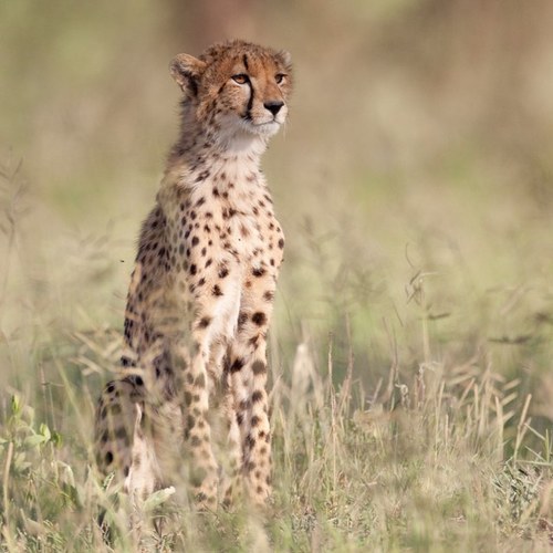 BobBrindSurch's profile picture. 40 years as passionate naturalist and wildlife photographer. Specialise in photo workshops and tours esp. East Africa. Check me out at