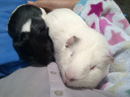 We are a duo of guinea pig cuteness!