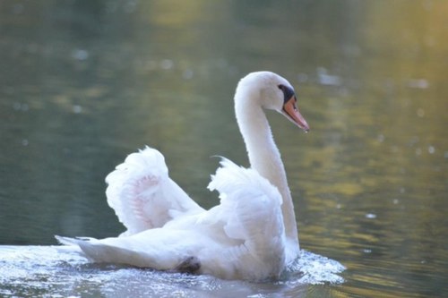 loretomarinc's profile picture. Artist, gastronomist, pilot