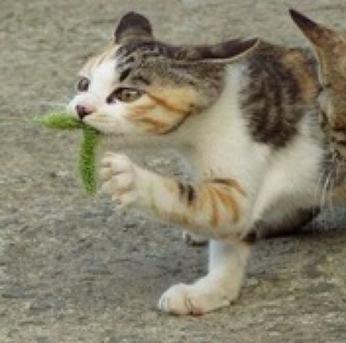 ps5cm's profile picture. apexとプリコネとサッカー大好き