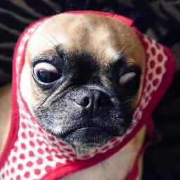 Folk music, small dogs and sandwiches. But mainly folk music.