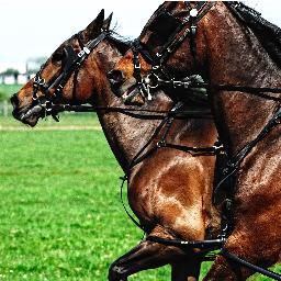S4CRasus's profile picture. 25 mlynedd o rasio harnes o'r safon uchaf. 25 years of top quality harness racing