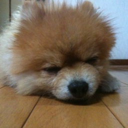 ω・`)にべべb Profile