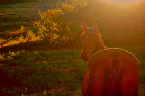 Take in horses maltreated or behavour problems. 
Prends les chevaux maltraite et qui ont des problems de comportement. sunbeamranch@yahoo.fr