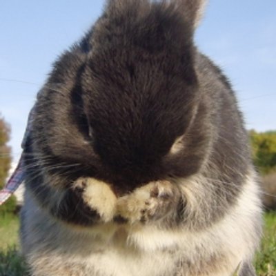元うさぎの飼い主 Usagi Kainusi Twitter 元うさぎの飼い主 Usagi Kainusi Twitter