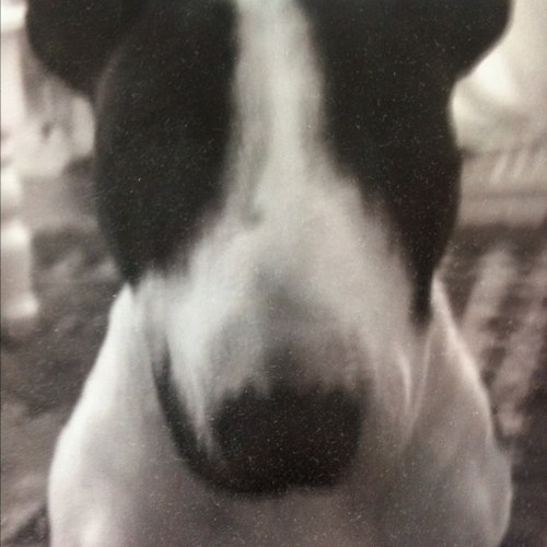 BullwhipGumbo's profile picture. Is not normal.